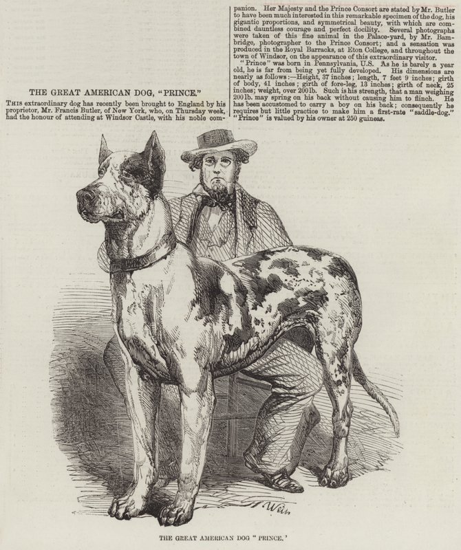 Den store amerikanska hundprinsen av Harrison William Weir