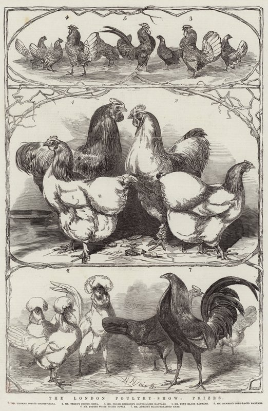 London Poultry-Show, priser av Harrison William Weir
