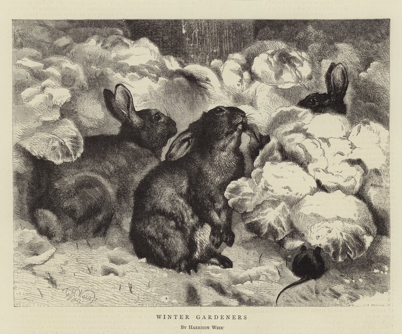 Vinterträdgårdsmästare av Harrison William Weir