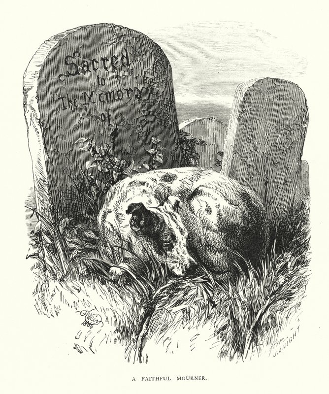 En trogen sörjande (gravyr) av Harrison William Weir