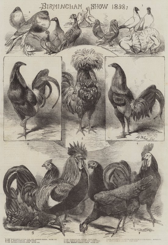 Birmingham Show 1858 av Harrison William Weir