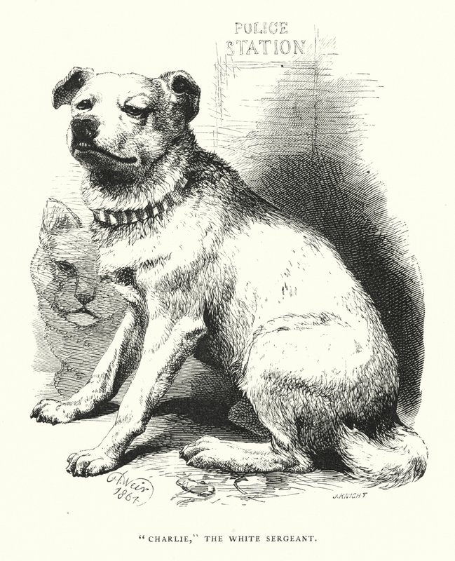 "Charlie," den vita sergeanten (gravyr) av Harrison William Weir