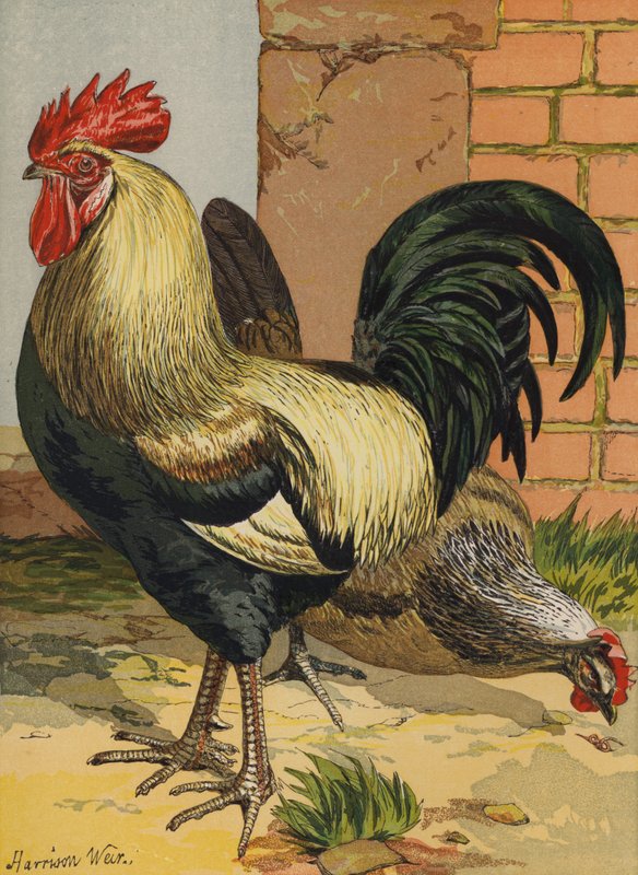 Färgade Dorkings (chromolitho) av Harrison William Weir