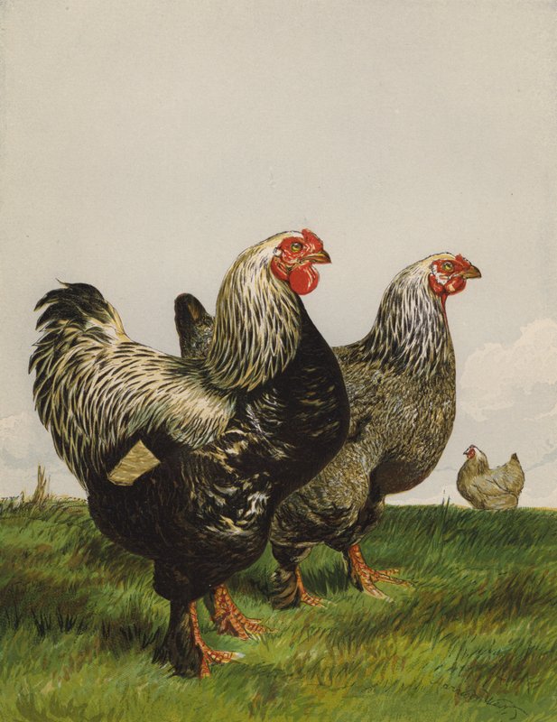 Mörk brahmas (chromolitho) av Harrison William Weir