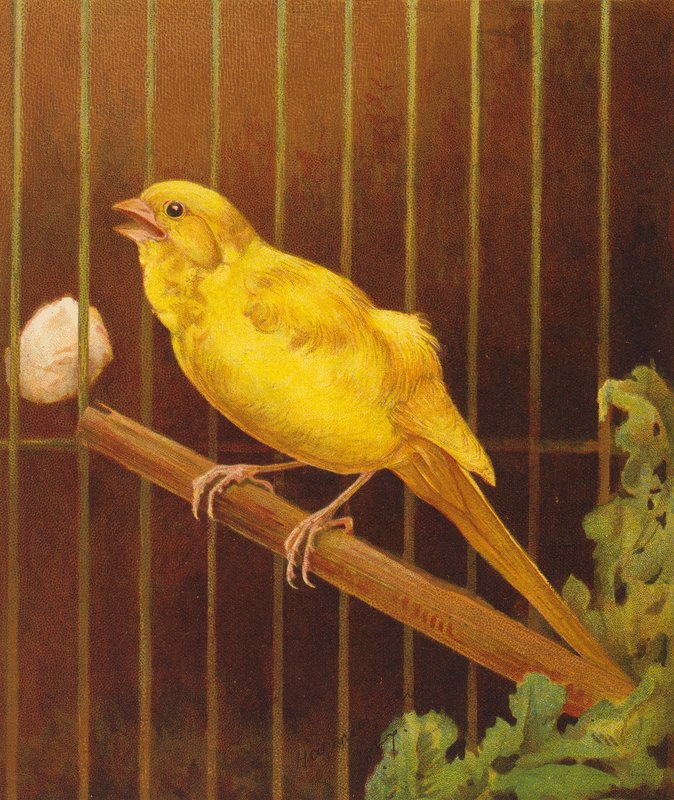 Dickie Bird (färglitografi) av Harrison William Weir