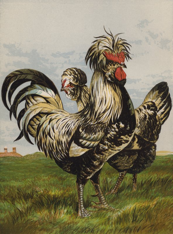 Houdans (chromolitho) av Harrison William Weir