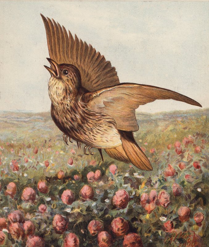 I klöver (färglitografi) av Harrison William Weir