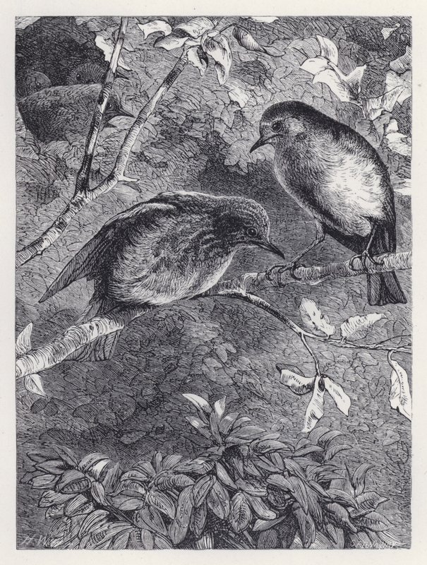 Lära sig att flyga (gravyr) av Harrison William Weir