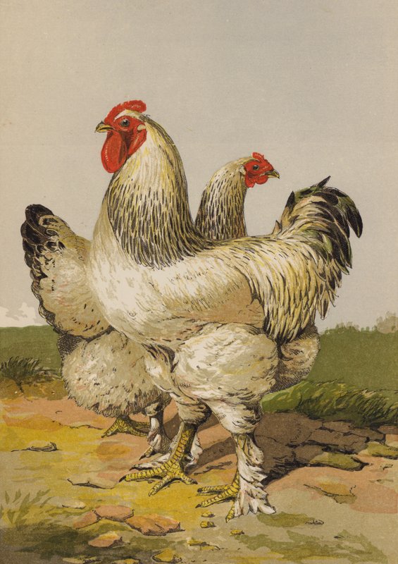 Lätt brahmas (chromolitho) av Harrison William Weir