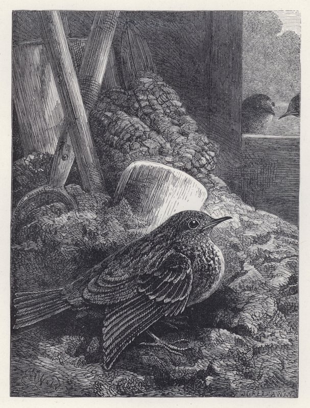 Little Robin Safely Housed (gravyr) av Harrison William Weir