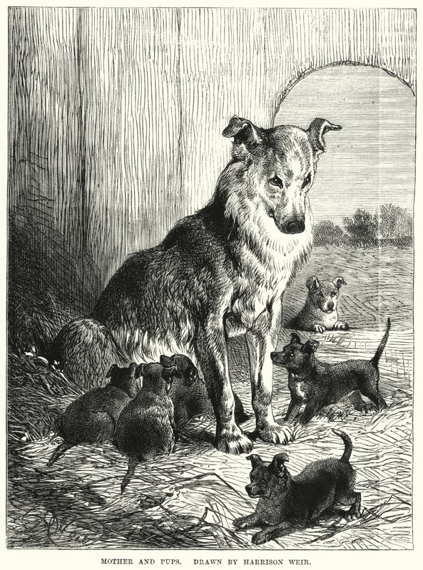 Mamma och valpar (gravyr) av Harrison William Weir
