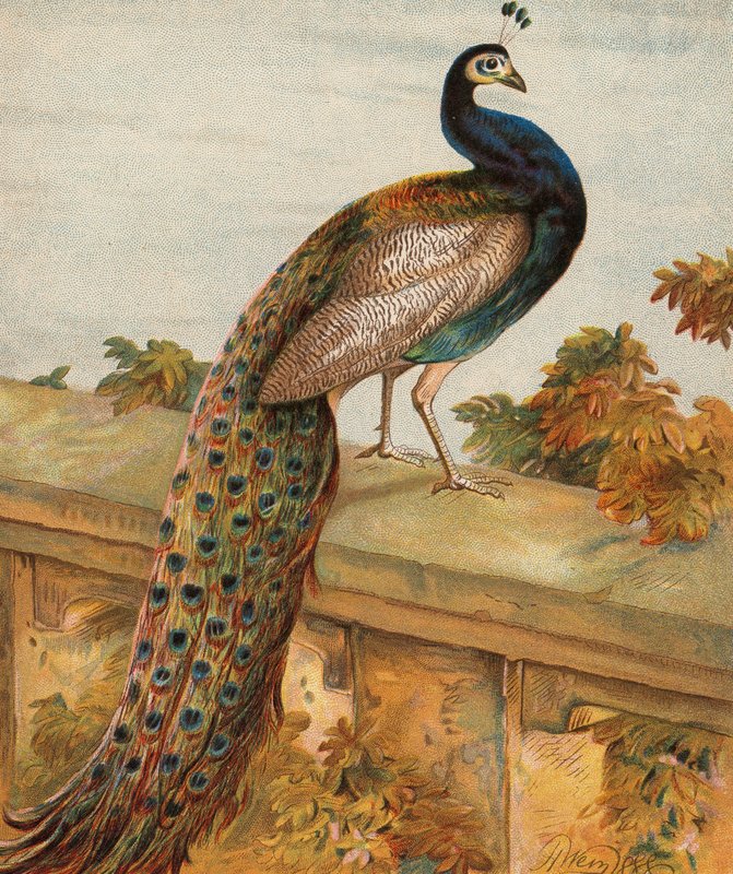 Stolthet i trädgården (färglitografi) av Harrison William Weir