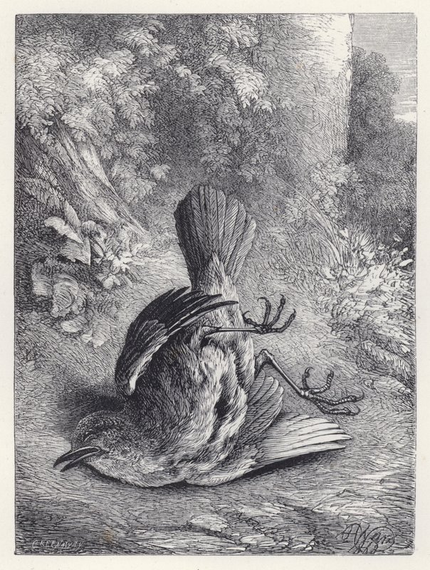Robin bedövas av hans fall (gravyr) av Harrison William Weir