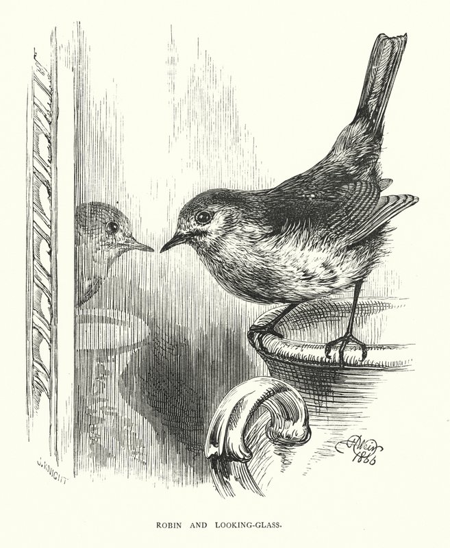 Robin och look-glass (gravyr) av Harrison William Weir