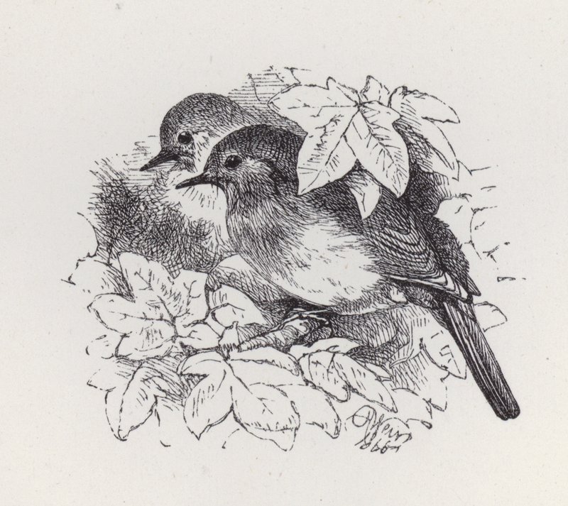 Robins (gravyr) av Harrison William Weir