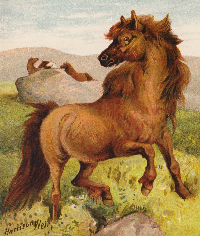 Shetlandsponnyer (färglitografi) av Harrison William Weir