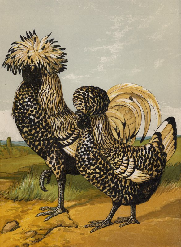 Silver Polish (chromolitho) av Harrison William Weir