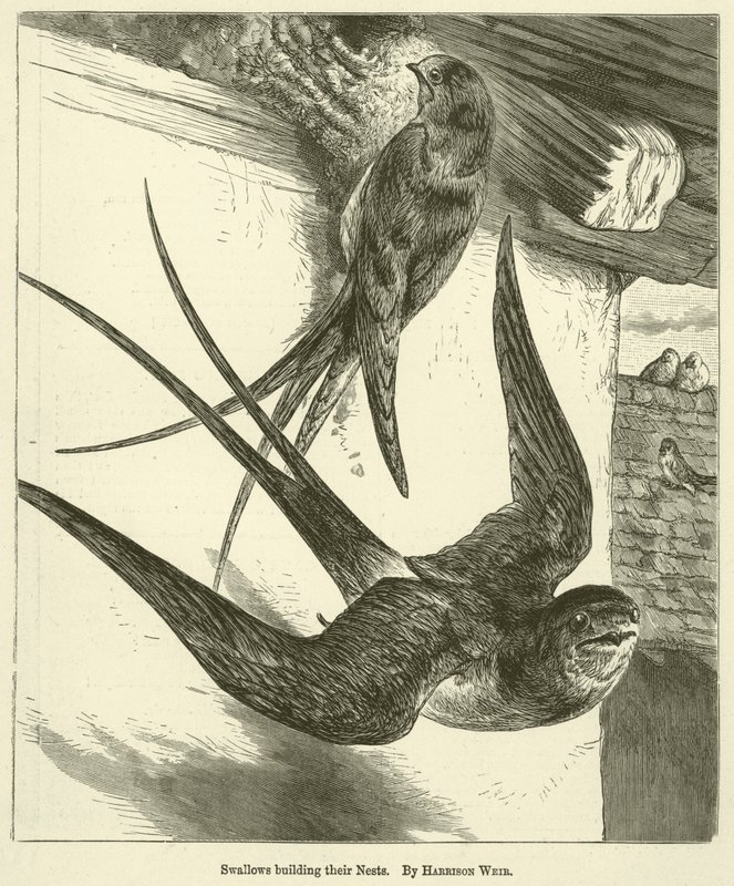 Svalor bygger sina bon av Harrison William Weir