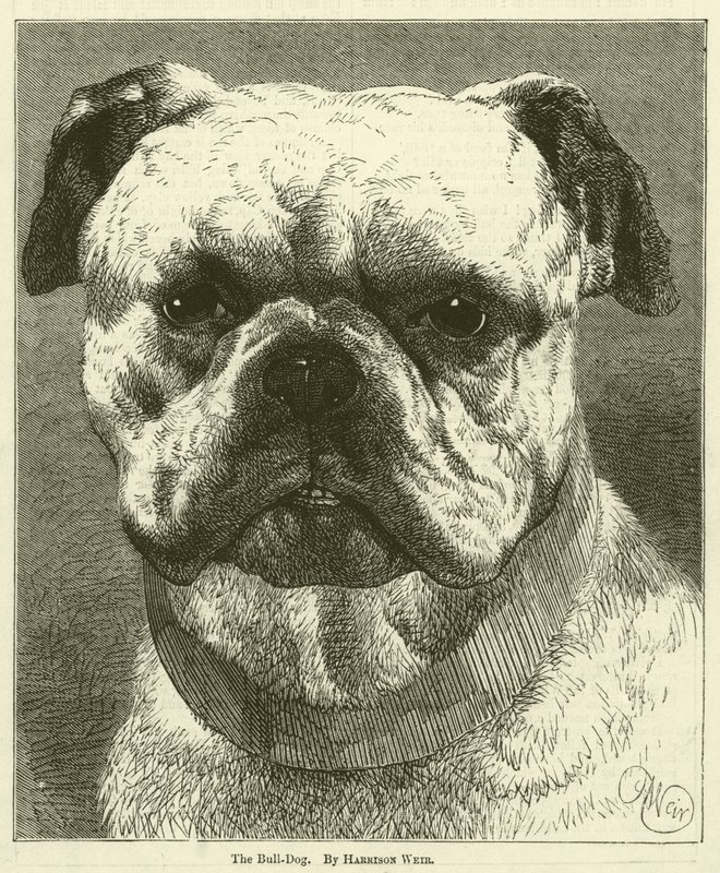 Bull-Dog av Harrison William Weir