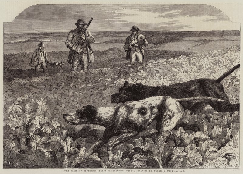 Den första september, rapphönsskytte (gravyr) av Harrison William Weir
