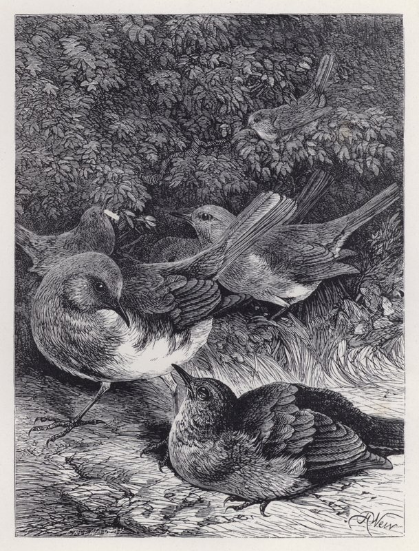 The Greedy Young Robin (gravyr) av Harrison William Weir