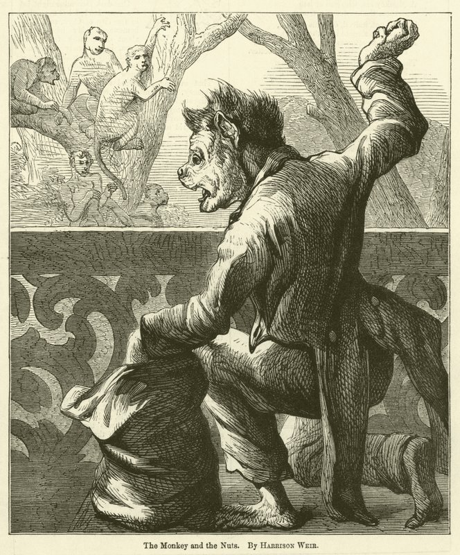 Apan och nötterna av Harrison William Weir