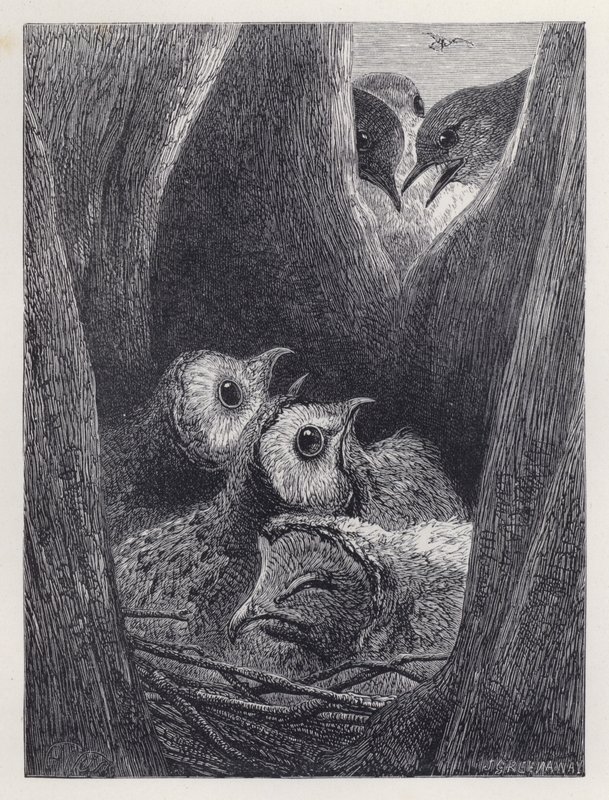Unga ugglors bo (gravyr) av Harrison William Weir