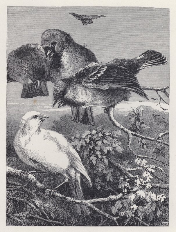 Den förföljda kanarieöarna (gravyr) av Harrison William Weir