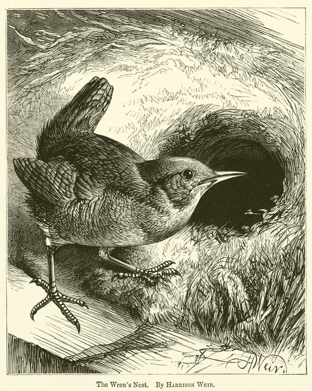 Gärdsmygboet av Harrison William Weir