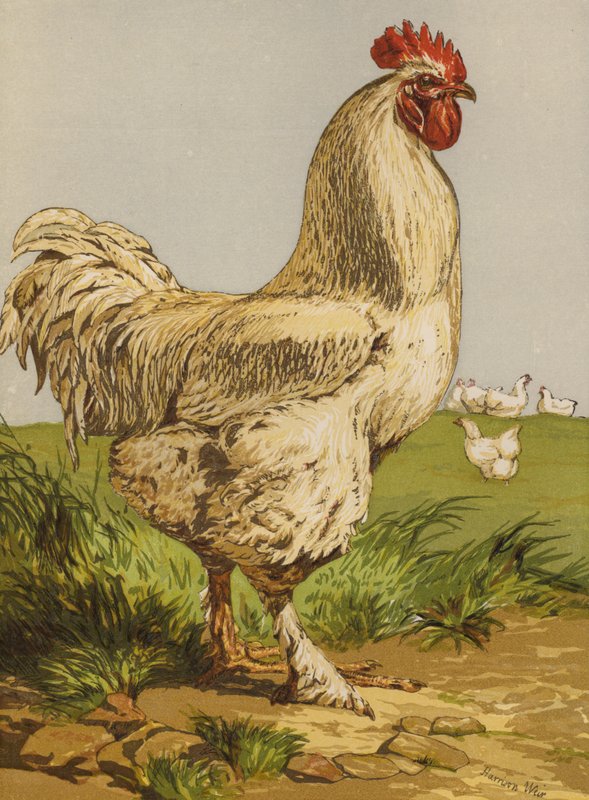 Vit Cochin Cock (chromolitho) av Harrison William Weir