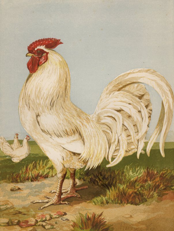 White Dorking (chromolitho) av Harrison William Weir