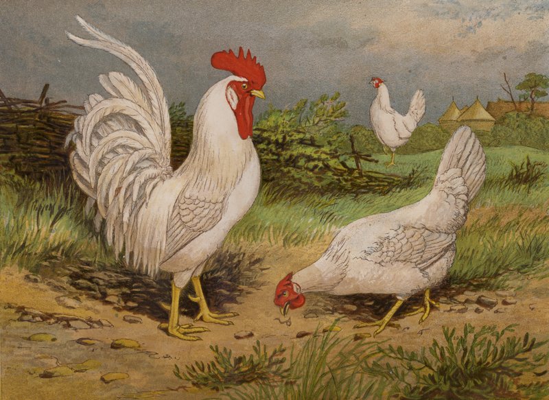 Vita leghorn (chromolitho) av Harrison William Weir