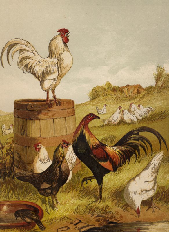 White and Game Bantams (chromolitho) av Harrison William Weir