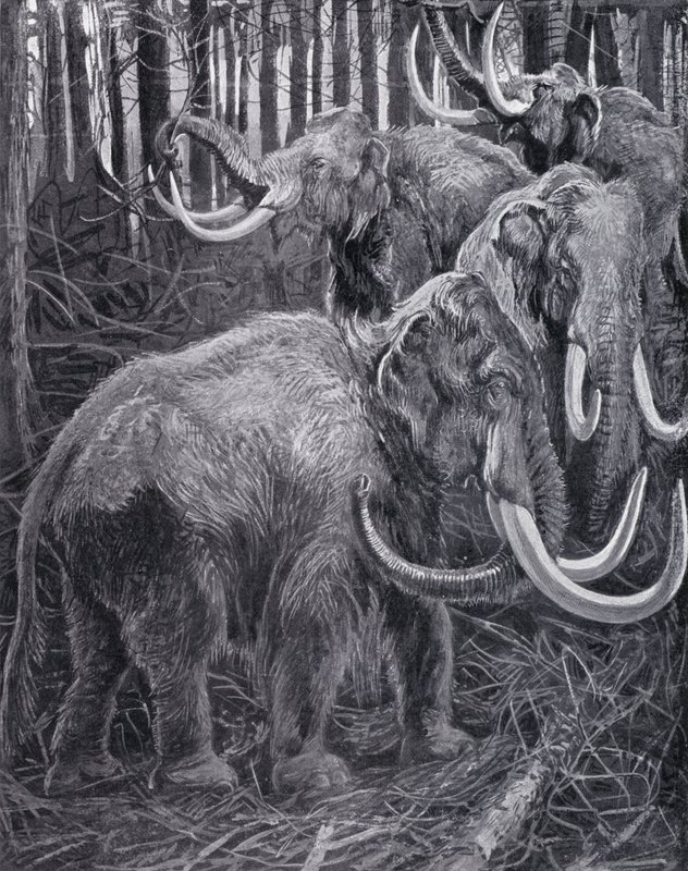 Mammoths (litho) av Harry Hamilton (after) Johnston