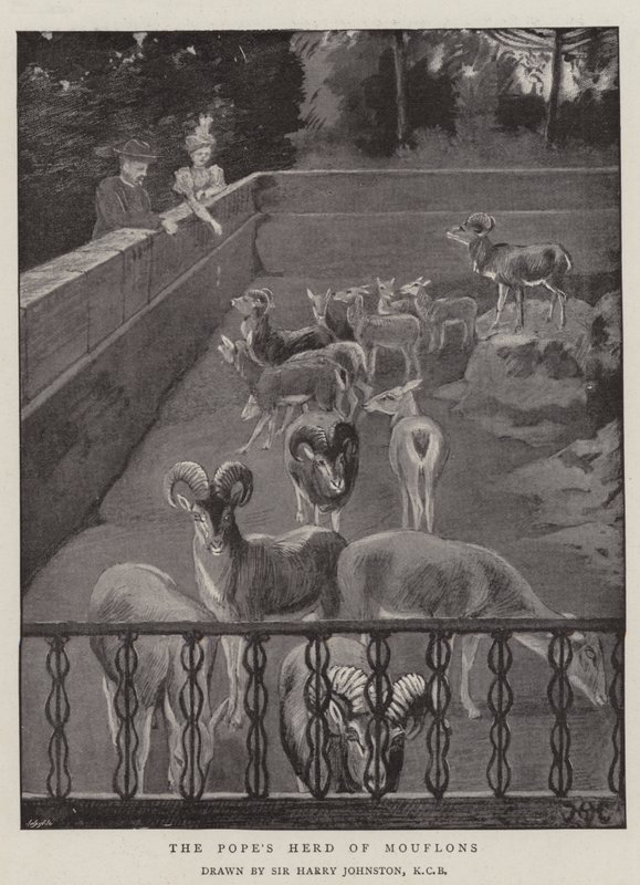 Påvens flock mufflons av Harry Hamilton Johnston