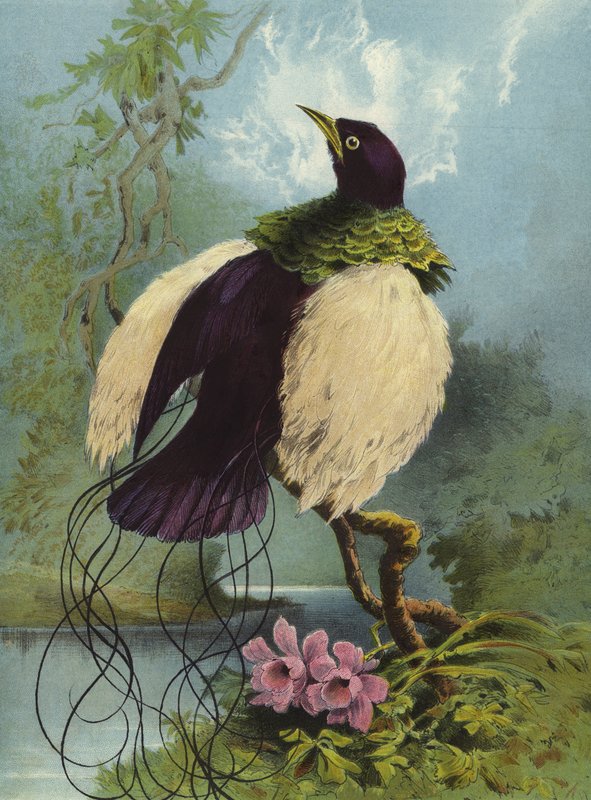 Plume Bird av Hector Giacomelli