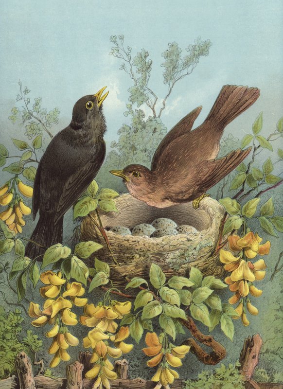 Koltrast (chromolitho) av Hector Giacomelli