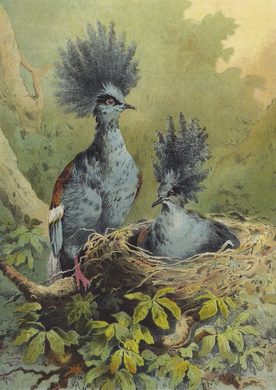 Krönt duva (chromolitho) av Hector Giacomelli