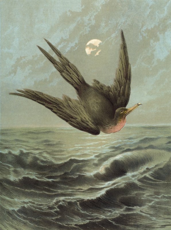 Fregattfågel (chromolitho) av Hector Giacomelli