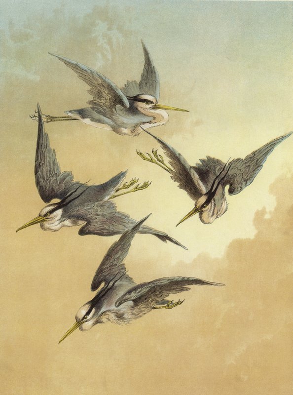 Heron (chromolitho) av Hector Giacomelli
