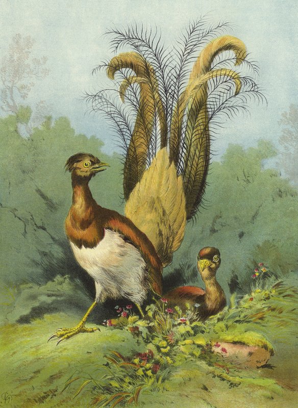 Lyre Bird (chromolitho) av Hector Giacomelli