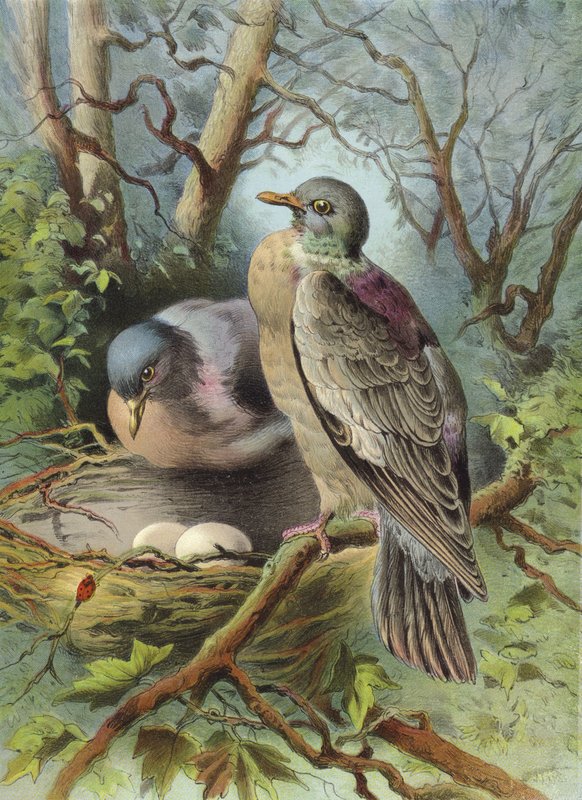 Ringduva (chromolitho) av Hector Giacomelli