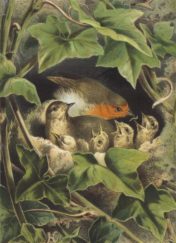 Robin, matar ungarna (chromolitho) av Hector Giacomelli