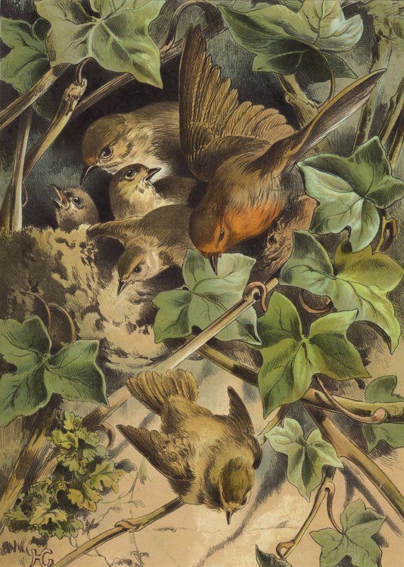 Robin, lämnar boet (chromolitho) av Hector Giacomelli