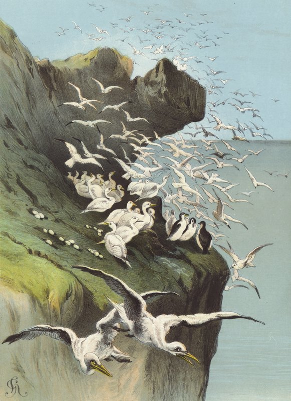 Solan Gäss (chromolitho) av Hector Giacomelli