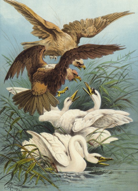 Svanar och örnar (chromolitho) av Hector Giacomelli