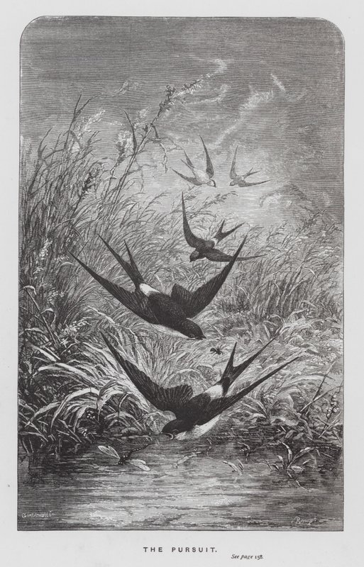 The Insect: The Pursuit (gravyr) av Hector Giacomelli