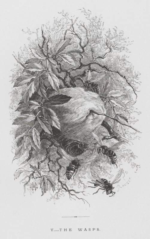 Insekten: getingarna (gravyr) av Hector Giacomelli