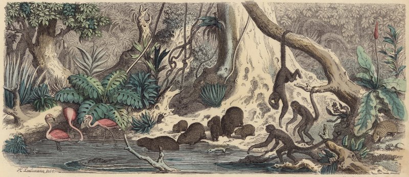 Flodstrand i Guyana (färgad gravyr) av Heinrich Leutemann