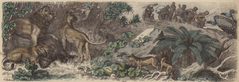 Sydafrika (färgad gravyr) av Heinrich Leutemann